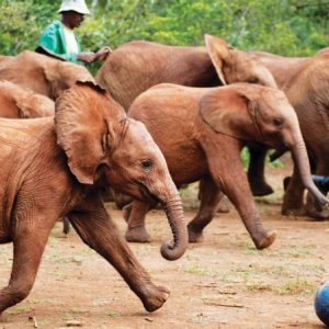 David Shedrick Elephant Orphanage