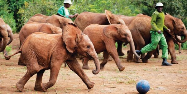 David Shedrick Elephant Orphanage