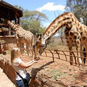 Giraffe Center