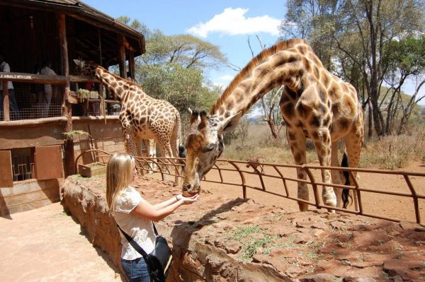 Giraffe Center