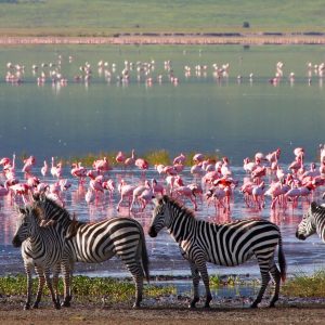 Lake Bogoria - Lake Naivasha