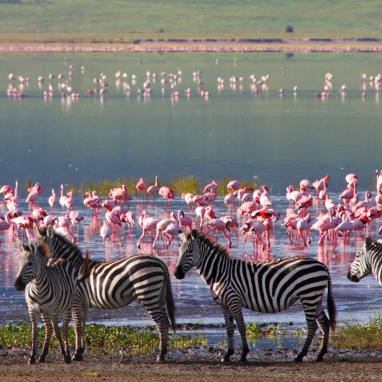 Lifetime Mega Safari Adventure Bucketlist Safari Travel lifetime-mega-safari-adventure-bucketlist-safari-travel
