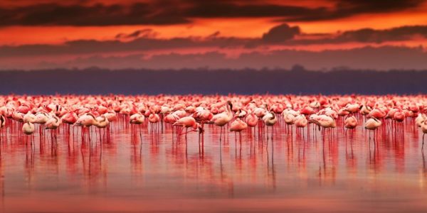 Lake Nakuru Self-Drive Package
