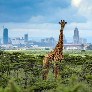 Day Trip to Nairobi National Park
