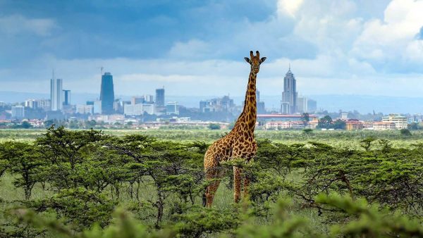 Day Trip to Nairobi National Park
