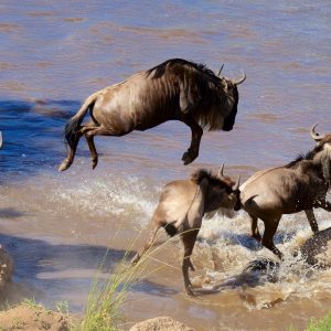 Maasi Mara Wildebeest Migration