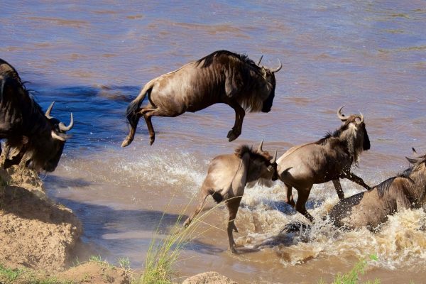Maasi Mara Wildebeest Migration