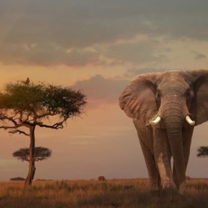 Tsavo Weekend Getaway