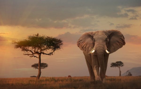 Tsavo Weekend Getaway