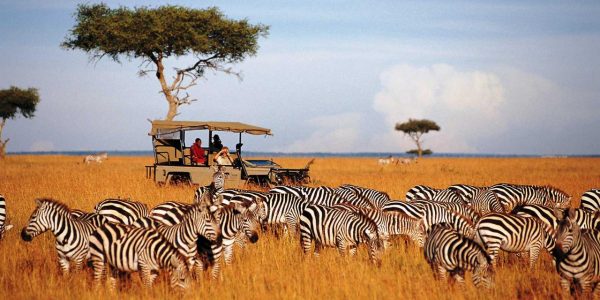 Amboseli, Aberdare, Nakuru, Masai Mara Safari