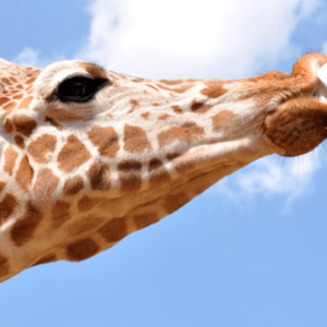 Nairobi Animal Orphanage