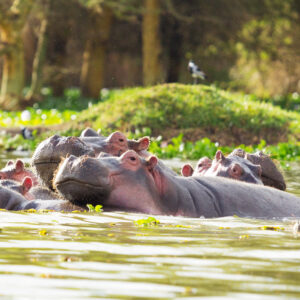 Lifetime Mega Safari Adventure