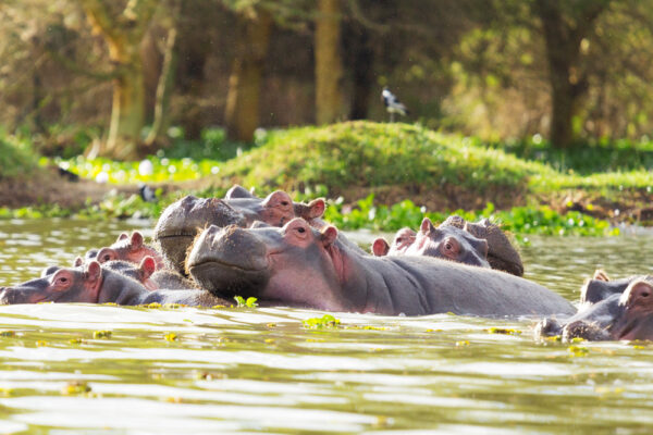 Lifetime Mega Safari Adventure